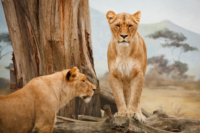 Savannah Wildlife